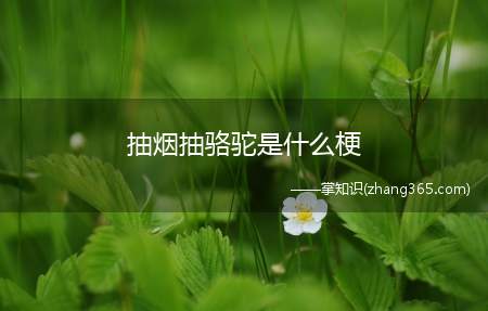 抽烟抽骆驼是什么梗(抽烟抽骆驼什么意思抽烟)