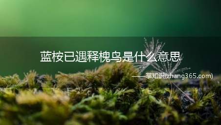 蓝桉已遇释槐鸟是什么意思(蓝桉已遇释槐鸟什么梗 其他适合表白的诗句)