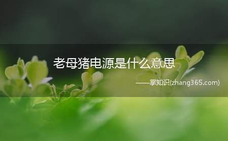 老母猪电源是什么意思(老母猪电源梗的含义价格实惠的电源,性价比高)