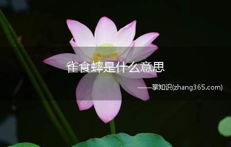 雀食蟀是什么意思(雀食梗的意思、含义、出处介绍)