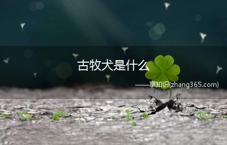 古牧犬是什么(什么是古代牧羊犬)