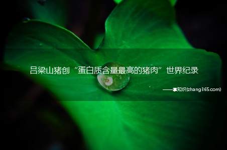 吕梁山猪创“蛋白质含量最高的猪肉”世界纪录
