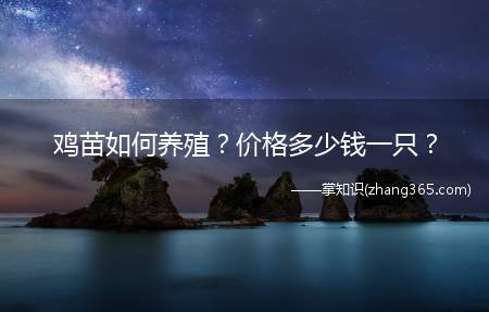 鸡苗如何养殖?价格多少钱一只?