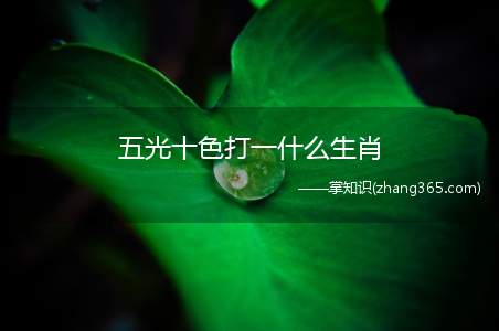 五光十色打一什么生肖(五光十色打一生肖)