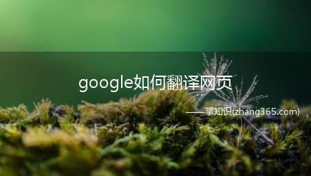google如何翻译网页