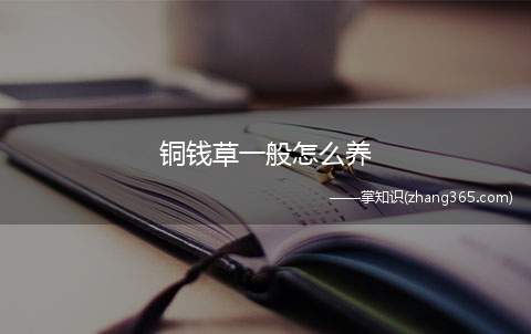 铜钱草一般怎么养(铜钱草的水培养殖方法和注意事项)
