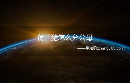 荷兰猪怎么分公母