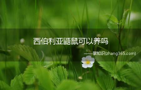 西伯利亚鼯鼠可以养吗