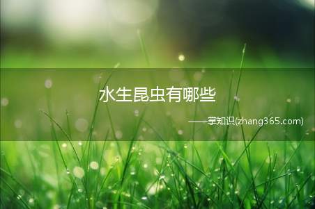 水生昆虫有哪些