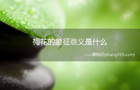 梅花的象征意义是什么