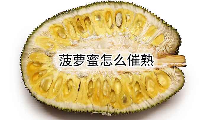 菠萝蜜太生了怎么催熟(菠萝蜜怎么催熟太阳暴晒)