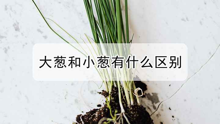 大葱和小葱有什么区别