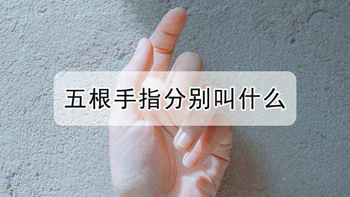 五根手指医学上分别叫什么(五根手指分别叫什么俗话说十指连心,灵巧的双手)
