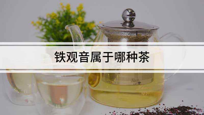 铁观音属于哪种茶(铁观音属于什么茶)