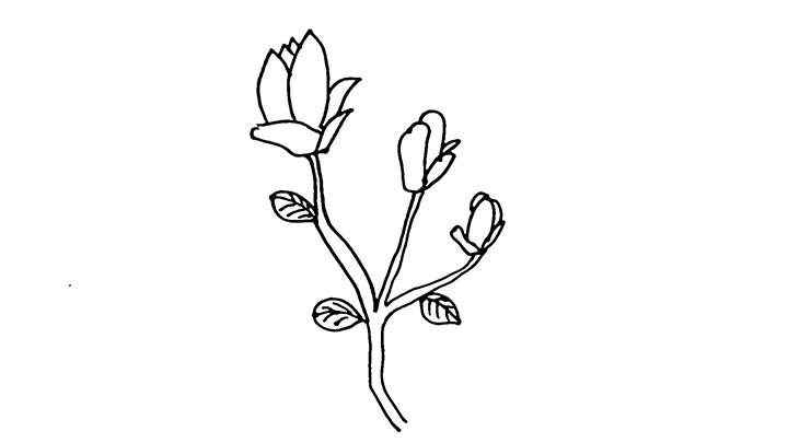 玉兰花简笔画怎么画(玉兰花简笔画,画出一整个花朵)