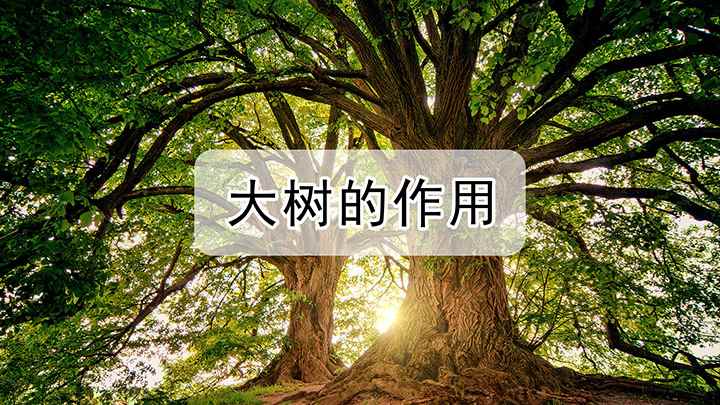 大树的作用(大树有很多的作用,最明显的是绿化作用)