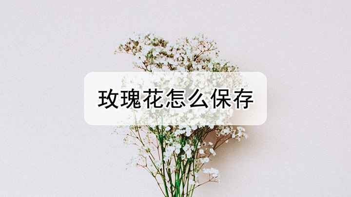 玫瑰花怎么保存(玫瑰花怎么保存 鲜花保鲜剂的保存方法)