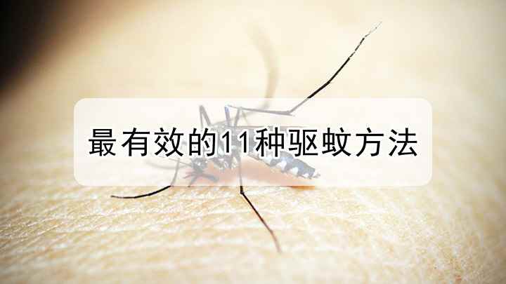 最有效的11种驱蚊方案(最有效的11种驱蚊方法)