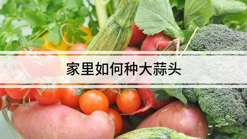 家里如何种大蒜头(如何在家里自己种植大蒜)