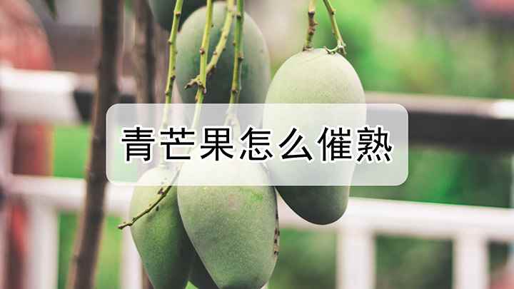 青芒果怎么催熟(青芒果怎么催熟,不同季节催熟)