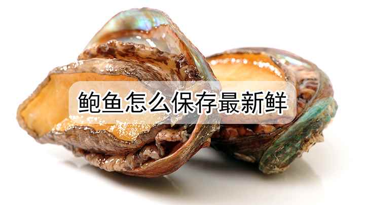 新鲜鲍鱼如何保存(鲍鱼怎么保存最新鲜低温保存)