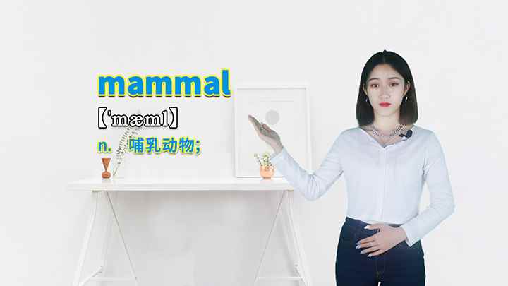 mammal的讲解(mammal这个单词可以划分为几个音节)