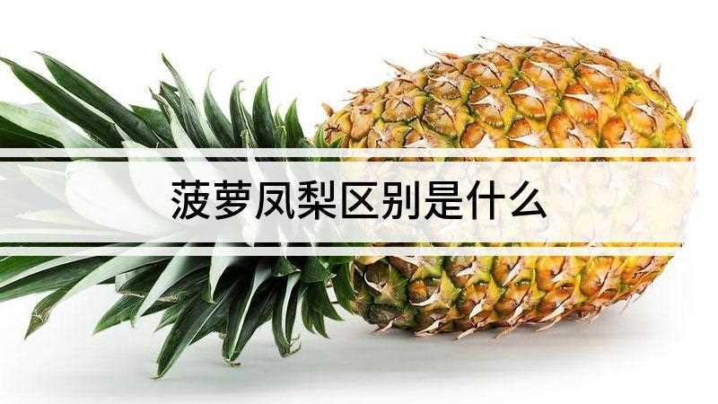 菠萝凤梨区别是什么(菠萝凤梨区别是什么严格意义上说凤梨是菠萝的俗称)
