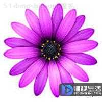 cue是什么(cue文件是什么)