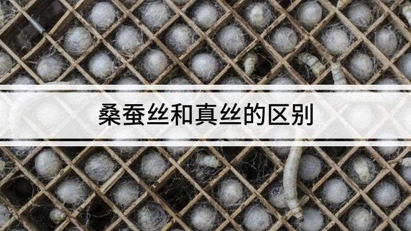 桑蚕丝和真丝的区别(桑蚕丝和真丝的区别有哪些)