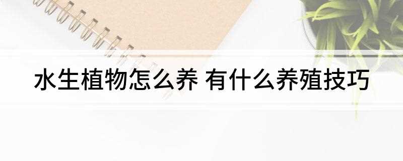 水生植物怎么养(水生植物施肥方法有哪些)