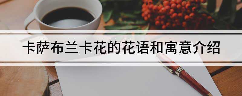 卡萨布兰卡花的花语和寓意(卡萨布兰卡花是一种象征着悲剧的花)