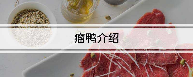瘤鸭介绍(非洲撒哈拉沙漠瘤鸭介绍)