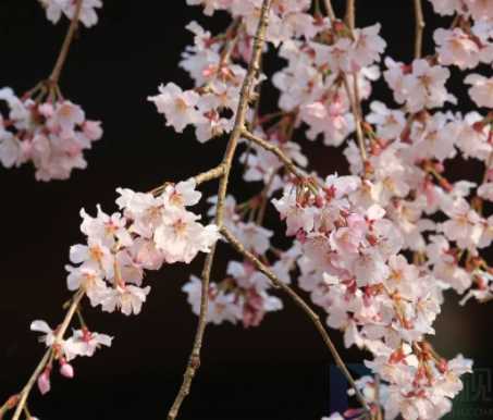 沈阳春游去哪玩(沈阳春游好地方有哪里)