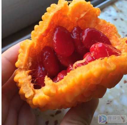 金铃子是什么(大家对苦瓜这种蔬菜肯定很熟悉吧,自己没吃过苦瓜肯定也见过别人)