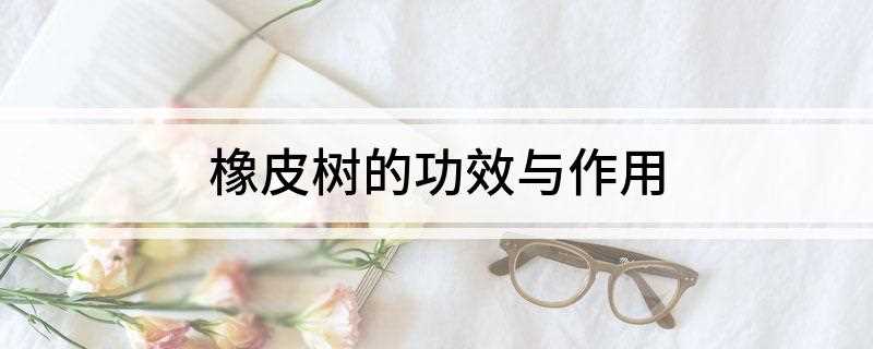 橡皮树的功效与作用(橡皮树可以作为行道树,美化城市的环境,增加一道靓丽的风景)
