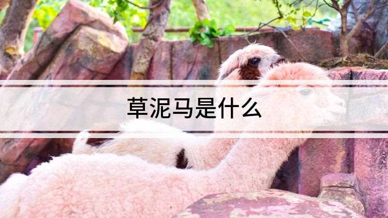 草泥马是什么