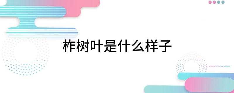 柞树叶是什么样子(坚果卵形至长卵形,雄花序生于新枝下部,伸出口部边缘呈流苏状)