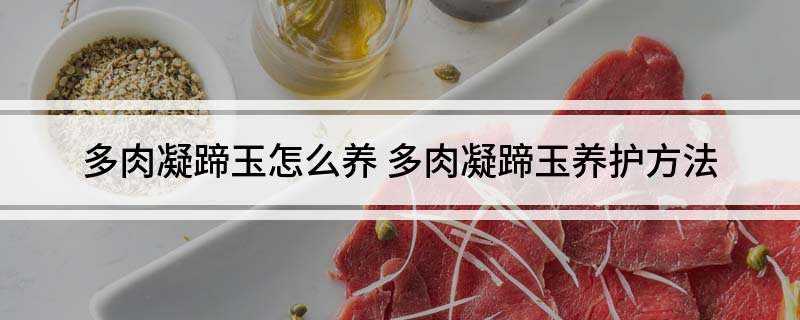 多肉凝蹄玉怎么养(多肉凝蹄玉怎么养的方法)
