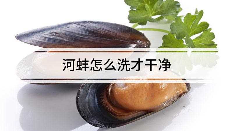 河蚌怎么洗才干净