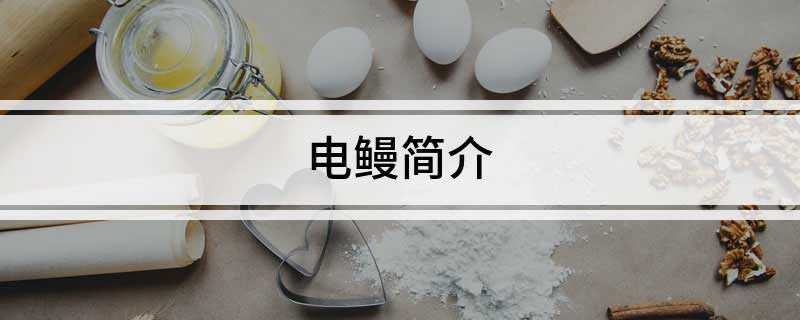 电鳗简介(裸背电鳗科的鳗形南美鱼类)
