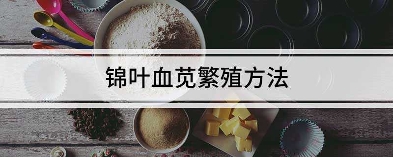 锦叶血苋繁殖方法