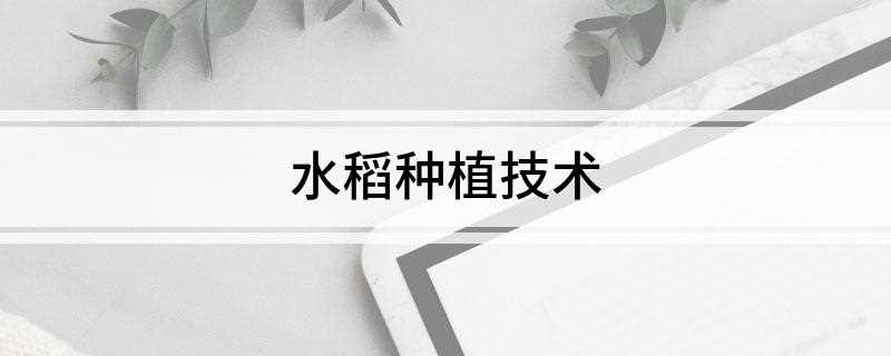 水稻种植技术(水稻种植技术,你知道多少)