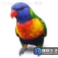 srt文件用什么软件打开(srt文件是什么)