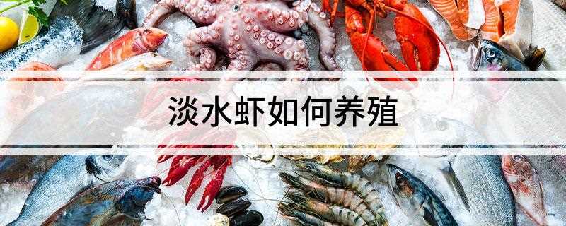 淡水虾如何养殖(淡水虾的时候要选择健壮的虾苗)