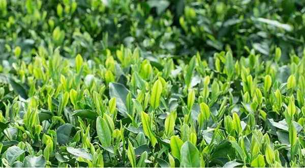 黑茶青茶菊花茶是什么意思(抖音黑茶青茶菊花茶梗意思含义)