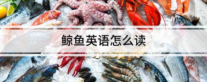 鲸鱼英语怎么读(鲸鱼英文whale读音)