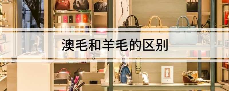 澳毛和羊毛的区别