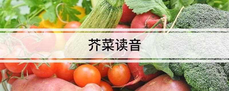 芥菜读音