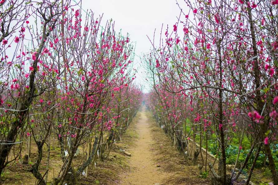 奉化桃花节赏花地点有哪些