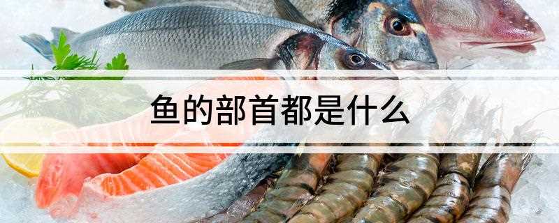 鱼的部首都是什么